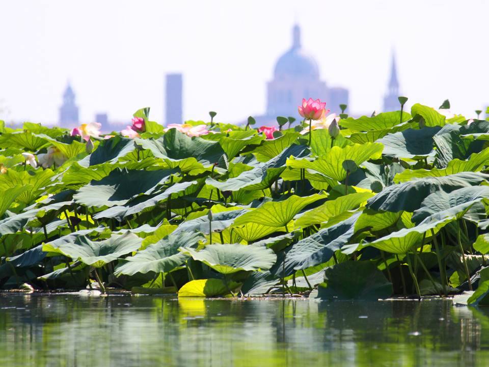 fiori di loto mantova